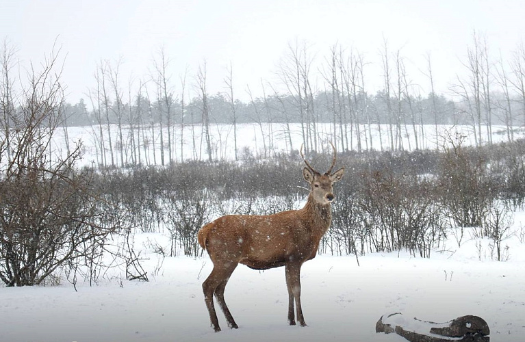 Фото: Минприроды Ростовской области