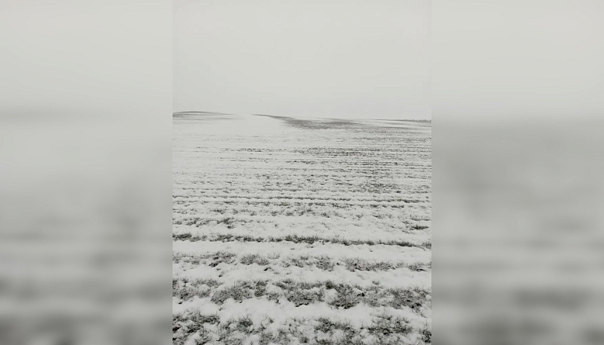 Фото: Филиала ФГБУ «Россельхозцентр» по Ростовской области