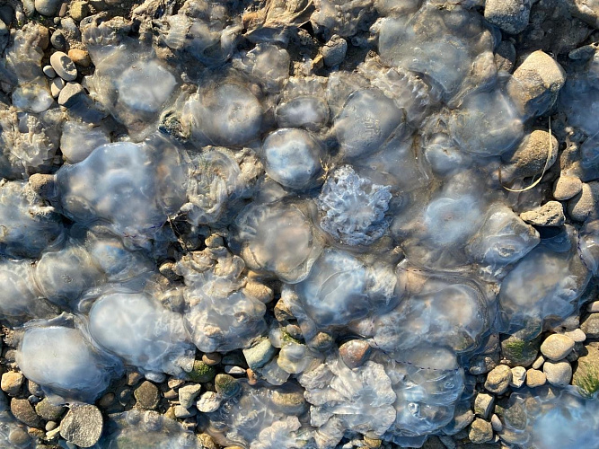 Фото: ЮНЦ РАН