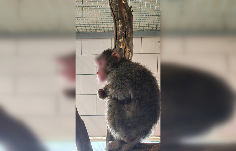 Фото: Парк птиц "Малинки"