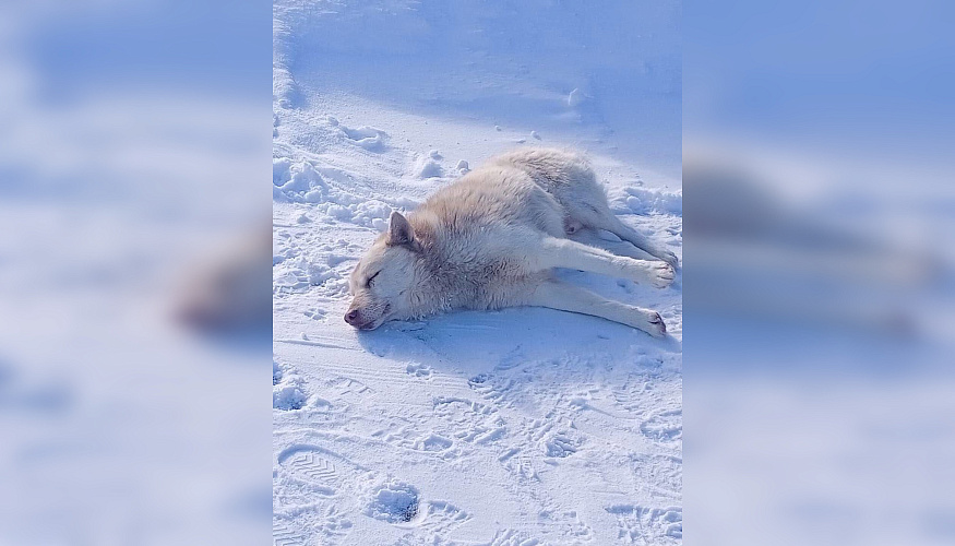 Фото: ТГ канала Приюта «Феникс» г. Азов