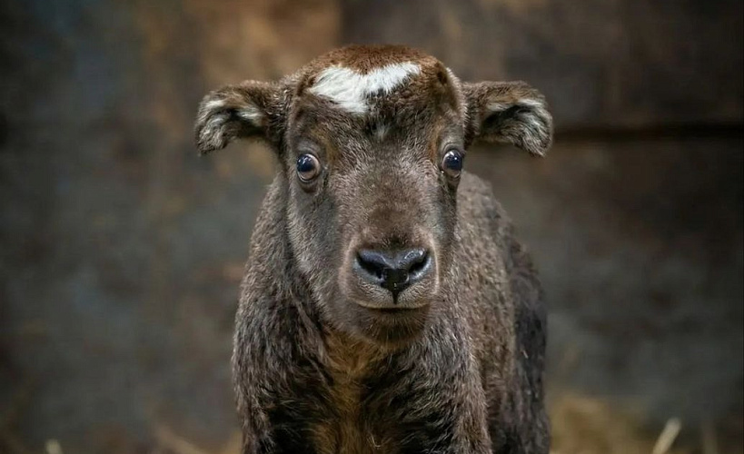 Фото: Ростовский-на-Дону зоопарк