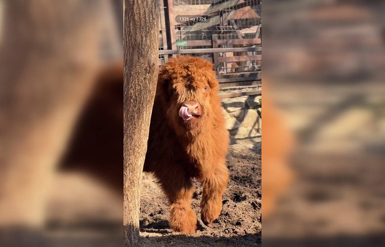 Фото: Парк «Лога»