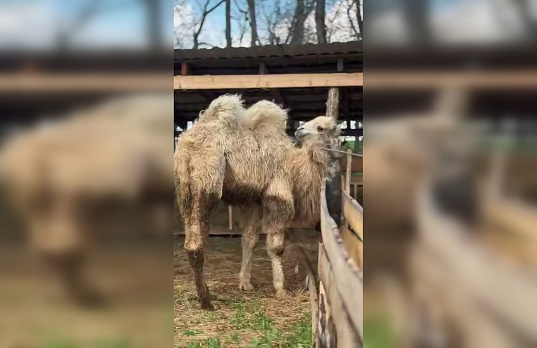 Фото: парк «Малинки»