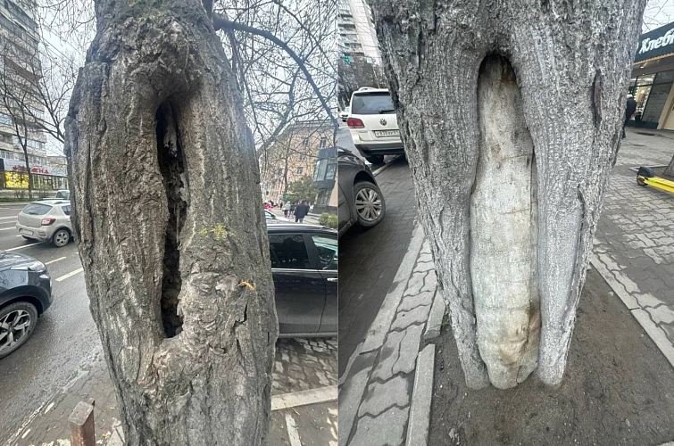 Фото: ТГ канала Бебури Месхи