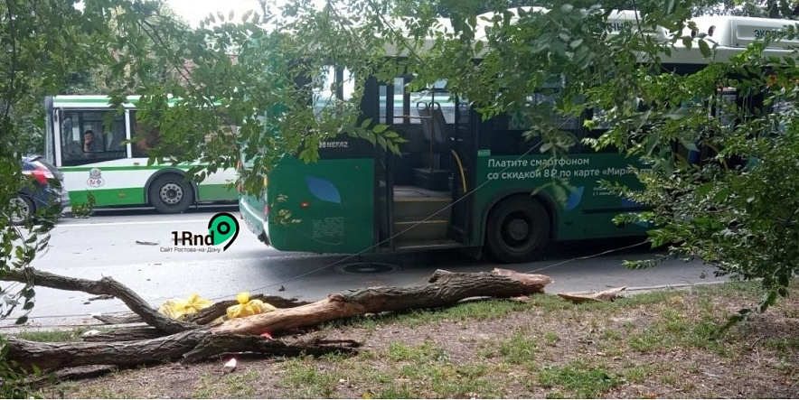 Фото: В Ростове дерево упало на автобус с пассажирами, фото очевидца