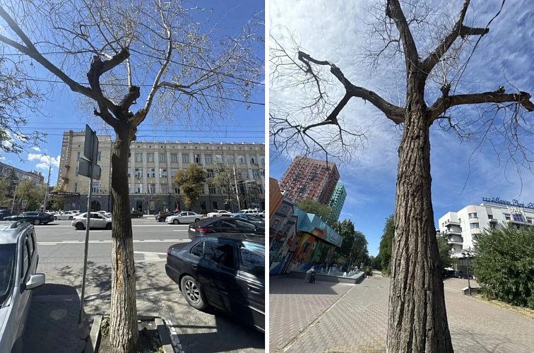 Фото: Администрации города Ростова