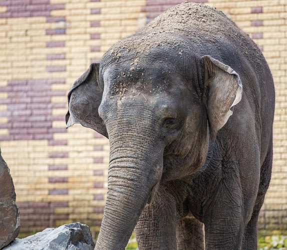Фото: rostov_zoo_official / vk.com
