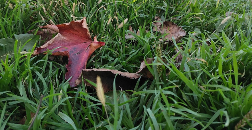 Фото: Красные листья на зелёной траве в Ростове, кадр 1rnd